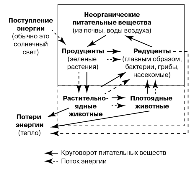Иллюстрация к книге — Биология для тех, кто хочет понять и простить самку богомола [i_039.jpg]