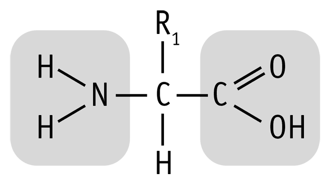 Иллюстрация к книге — Биология для тех, кто хочет понять и простить самку богомола [i_047.jpg]