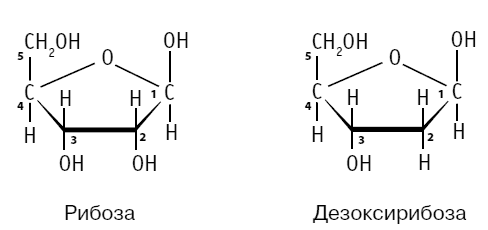 Иллюстрация к книге — Биология для тех, кто хочет понять и простить самку богомола [i_055.jpg]