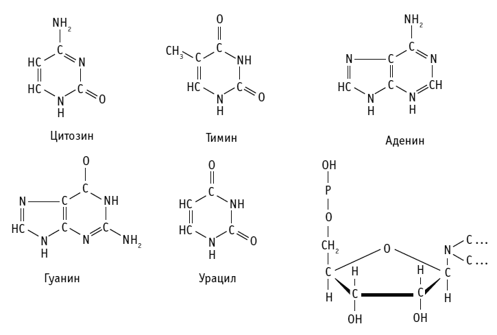 Иллюстрация к книге — Биология для тех, кто хочет понять и простить самку богомола [i_056.jpg]