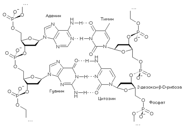 Иллюстрация к книге — Биология для тех, кто хочет понять и простить самку богомола [i_057.jpg]