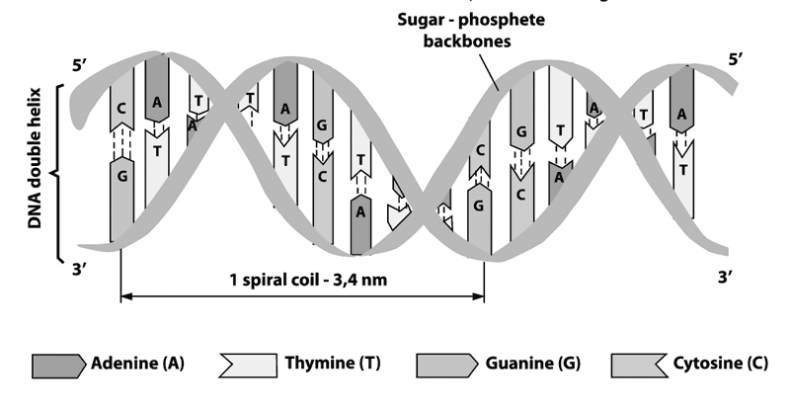 Иллюстрация к книге — Биология для тех, кто хочет понять и простить самку богомола [i_058.jpg]