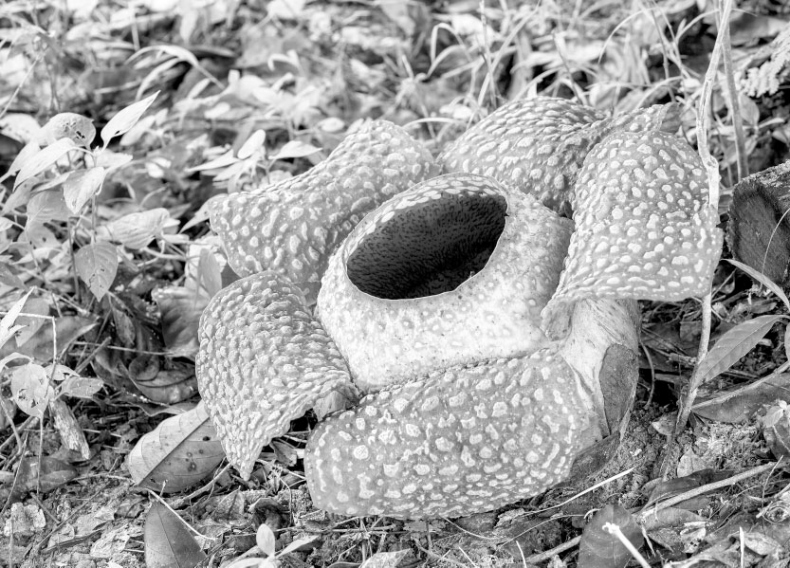 Иллюстрация к книге — Биология для тех, кто хочет понять и простить самку богомола [i_061.jpg]