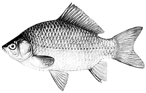 Иллюстрация к книге — Биология для тех, кто хочет понять и простить самку богомола [i_070.jpg]