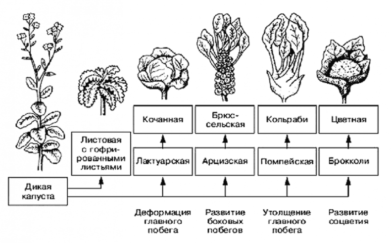Иллюстрация к книге — Биология для тех, кто хочет понять и простить самку богомола [i_076.jpg]