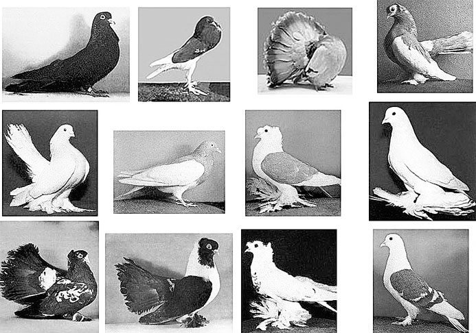 Иллюстрация к книге — Биология для тех, кто хочет понять и простить самку богомола [i_078.jpg]