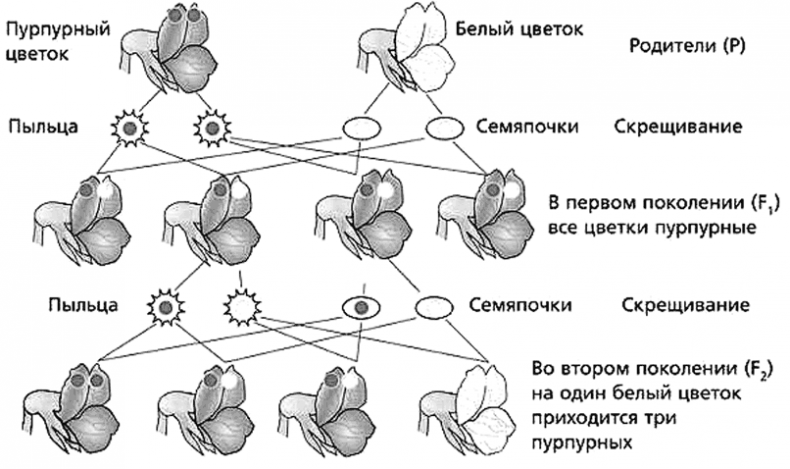 Иллюстрация к книге — Биология для тех, кто хочет понять и простить самку богомола [i_083.jpg]
