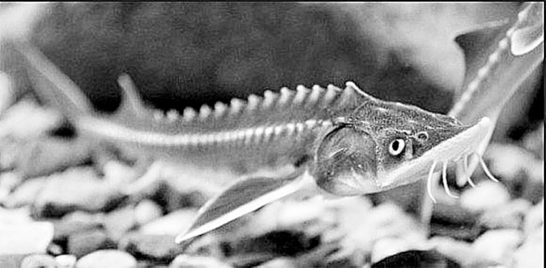 Иллюстрация к книге — Биология для тех, кто хочет понять и простить самку богомола [i_091.jpg]