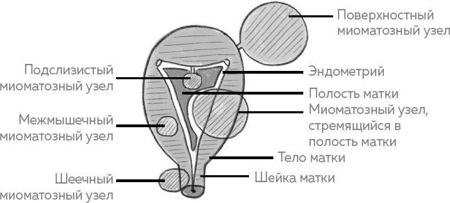Иллюстрация к книге — Ab Ovo. Путеводитель для будущих мам: об особенностях женской половой системы, зачатии и сохранении беременности [img_10.jpg]