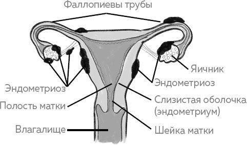 Иллюстрация к книге — Ab Ovo. Путеводитель для будущих мам: об особенностях женской половой системы, зачатии и сохранении беременности [img_14.jpg]