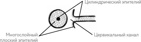 Иллюстрация к книге — Ab Ovo. Путеводитель для будущих мам: об особенностях женской половой системы, зачатии и сохранении беременности [img_4.jpg]