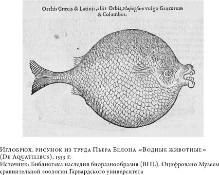 Иллюстрация к книге — О чём молчат рыбы. Путеводитель по жизни морских обитателей [i_008.jpg]