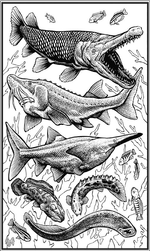 Иллюстрация к книге — О чём молчат рыбы. Путеводитель по жизни морских обитателей [i_016.jpg]