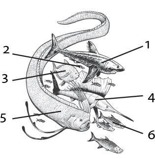 Иллюстрация к книге — О чём молчат рыбы. Путеводитель по жизни морских обитателей [i_095.jpg]