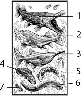 Иллюстрация к книге — О чём молчат рыбы. Путеводитель по жизни морских обитателей [i_097.jpg]