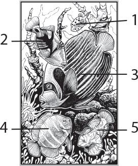 Иллюстрация к книге — О чём молчат рыбы. Путеводитель по жизни морских обитателей [i_098.jpg]