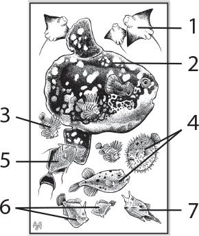 Иллюстрация к книге — О чём молчат рыбы. Путеводитель по жизни морских обитателей [i_102.jpg]