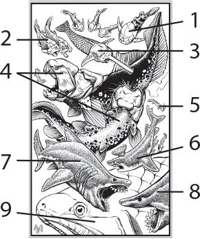 Иллюстрация к книге — О чём молчат рыбы. Путеводитель по жизни морских обитателей [i_103.jpg]