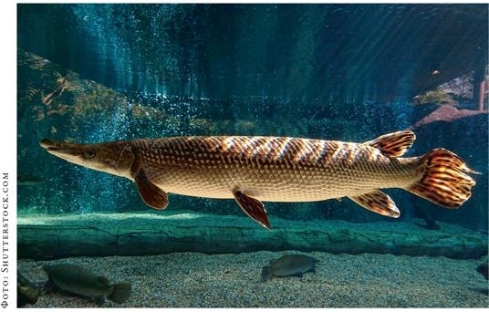 Иллюстрация к книге — О чём молчат рыбы. Путеводитель по жизни морских обитателей [i_107.jpg]