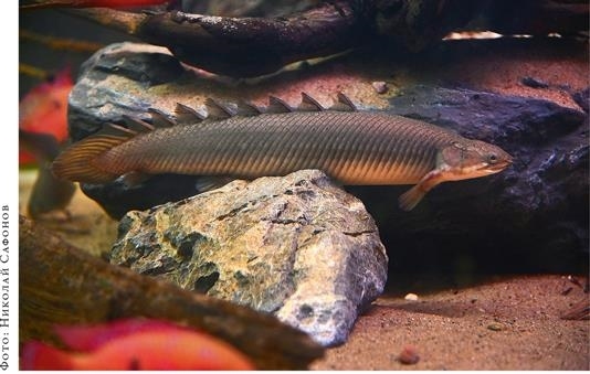 Иллюстрация к книге — О чём молчат рыбы. Путеводитель по жизни морских обитателей [i_108.jpg]