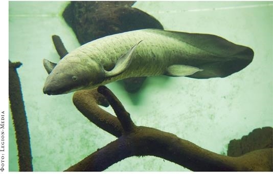 Иллюстрация к книге — О чём молчат рыбы. Путеводитель по жизни морских обитателей [i_109.jpg]