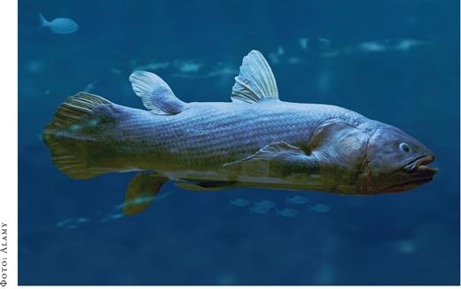 Иллюстрация к книге — О чём молчат рыбы. Путеводитель по жизни морских обитателей [i_110.jpg]