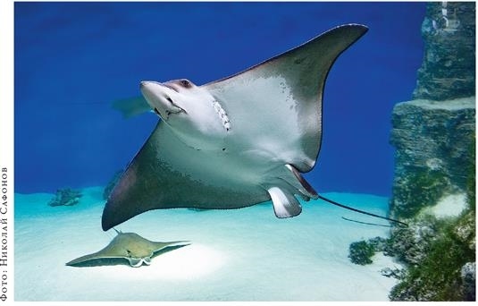 Иллюстрация к книге — О чём молчат рыбы. Путеводитель по жизни морских обитателей [i_113.jpg]