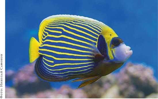 Иллюстрация к книге — О чём молчат рыбы. Путеводитель по жизни морских обитателей [i_116.jpg]