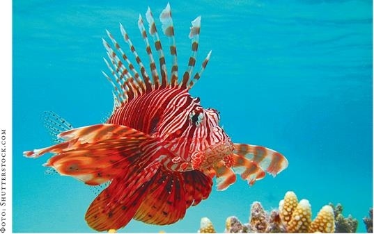 Иллюстрация к книге — О чём молчат рыбы. Путеводитель по жизни морских обитателей [i_118.jpg]