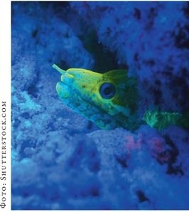 Иллюстрация к книге — О чём молчат рыбы. Путеводитель по жизни морских обитателей [i_121.jpg]