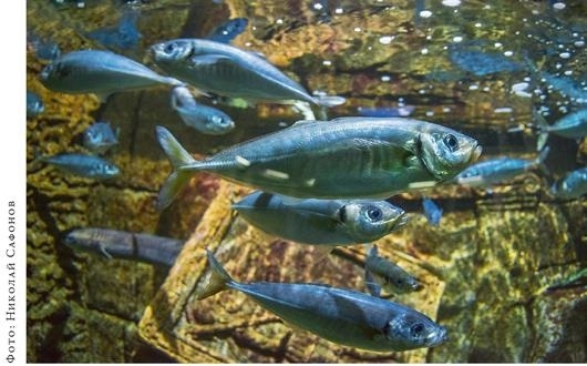 Иллюстрация к книге — О чём молчат рыбы. Путеводитель по жизни морских обитателей [i_123.jpg]