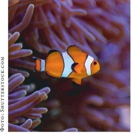 Иллюстрация к книге — О чём молчат рыбы. Путеводитель по жизни морских обитателей [i_125.jpg]