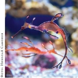 Иллюстрация к книге — О чём молчат рыбы. Путеводитель по жизни морских обитателей [i_126.jpg]