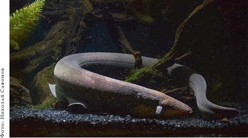 Иллюстрация к книге — О чём молчат рыбы. Путеводитель по жизни морских обитателей [i_128.jpg]