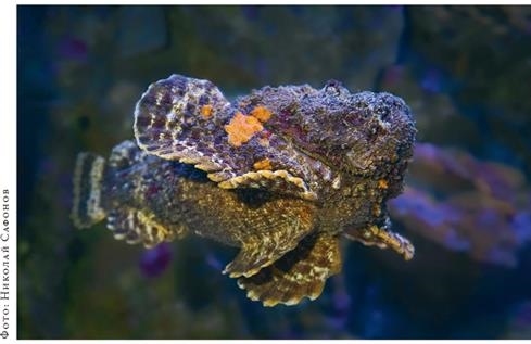 Иллюстрация к книге — О чём молчат рыбы. Путеводитель по жизни морских обитателей [i_129.jpg]