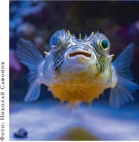 Иллюстрация к книге — О чём молчат рыбы. Путеводитель по жизни морских обитателей [i_131.jpg]