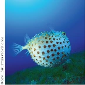 Иллюстрация к книге — О чём молчат рыбы. Путеводитель по жизни морских обитателей [i_132.jpg]