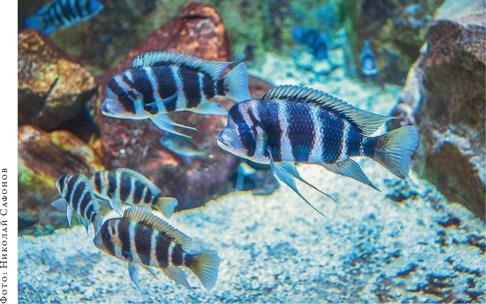 Иллюстрация к книге — О чём молчат рыбы. Путеводитель по жизни морских обитателей [i_133.jpg]