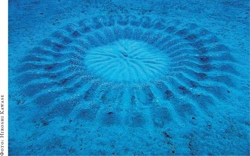 Иллюстрация к книге — О чём молчат рыбы. Путеводитель по жизни морских обитателей [i_134.jpg]