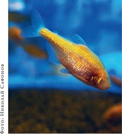 Иллюстрация к книге — О чём молчат рыбы. Путеводитель по жизни морских обитателей [i_135.jpg]