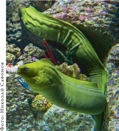 Иллюстрация к книге — О чём молчат рыбы. Путеводитель по жизни морских обитателей [i_136.jpg]