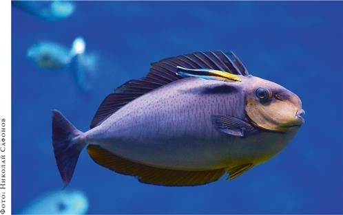 Иллюстрация к книге — О чём молчат рыбы. Путеводитель по жизни морских обитателей [i_137.jpg]