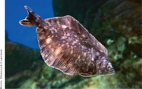 Иллюстрация к книге — О чём молчат рыбы. Путеводитель по жизни морских обитателей [i_138.jpg]