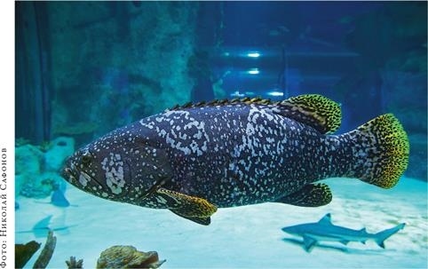 Иллюстрация к книге — О чём молчат рыбы. Путеводитель по жизни морских обитателей [i_139.jpg]