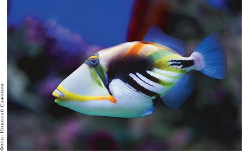 Иллюстрация к книге — О чём молчат рыбы. Путеводитель по жизни морских обитателей [i_140.jpg]