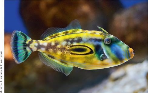 Иллюстрация к книге — О чём молчат рыбы. Путеводитель по жизни морских обитателей [i_141.jpg]