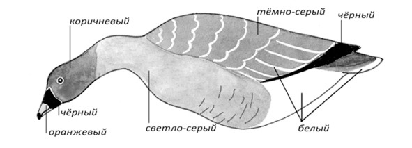 Иллюстрация к книге — Про тайгу и про охоту. Воспоминания, рекомендации, извлечения [image103_5c757941e5dcb006000040e6_jpg.jpg]