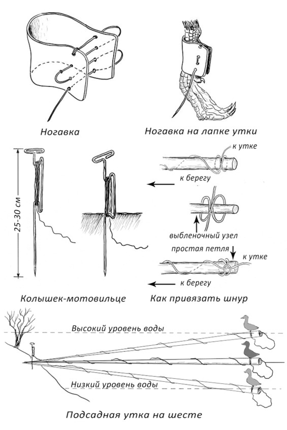 Иллюстрация к книге — Про тайгу и про охоту. Воспоминания, рекомендации, извлечения [image113_5704e172097fc80500361c19_jpg.jpg]
