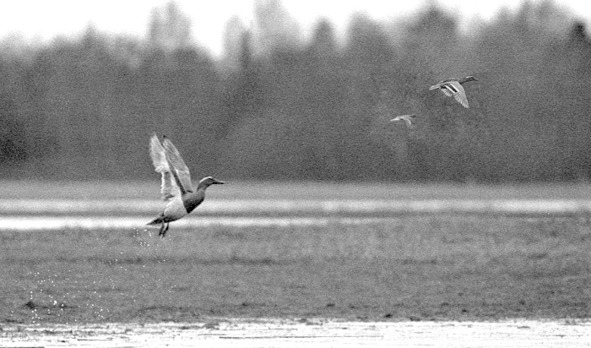 Иллюстрация к книге — Про тайгу и про охоту. Воспоминания, рекомендации, извлечения [image124_5709263c097fc80500394626_jpg.jpg]