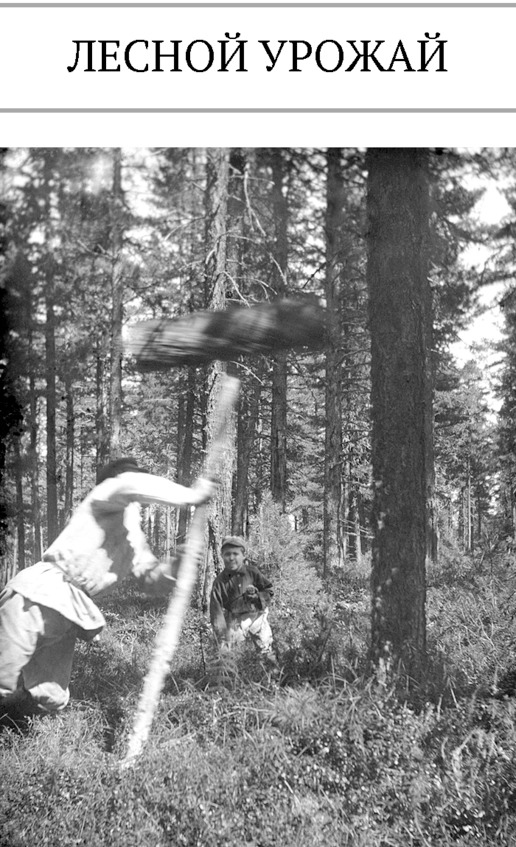 Иллюстрация к книге — Про тайгу и про охоту. Воспоминания, рекомендации, извлечения [image74_5c7d72e1eb123906002ac3f3_jpg.jpg]